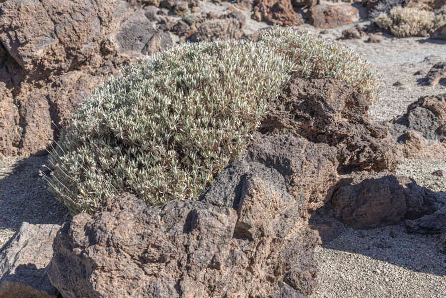 Tenerife 47 - parque nacional del Teide.jpg